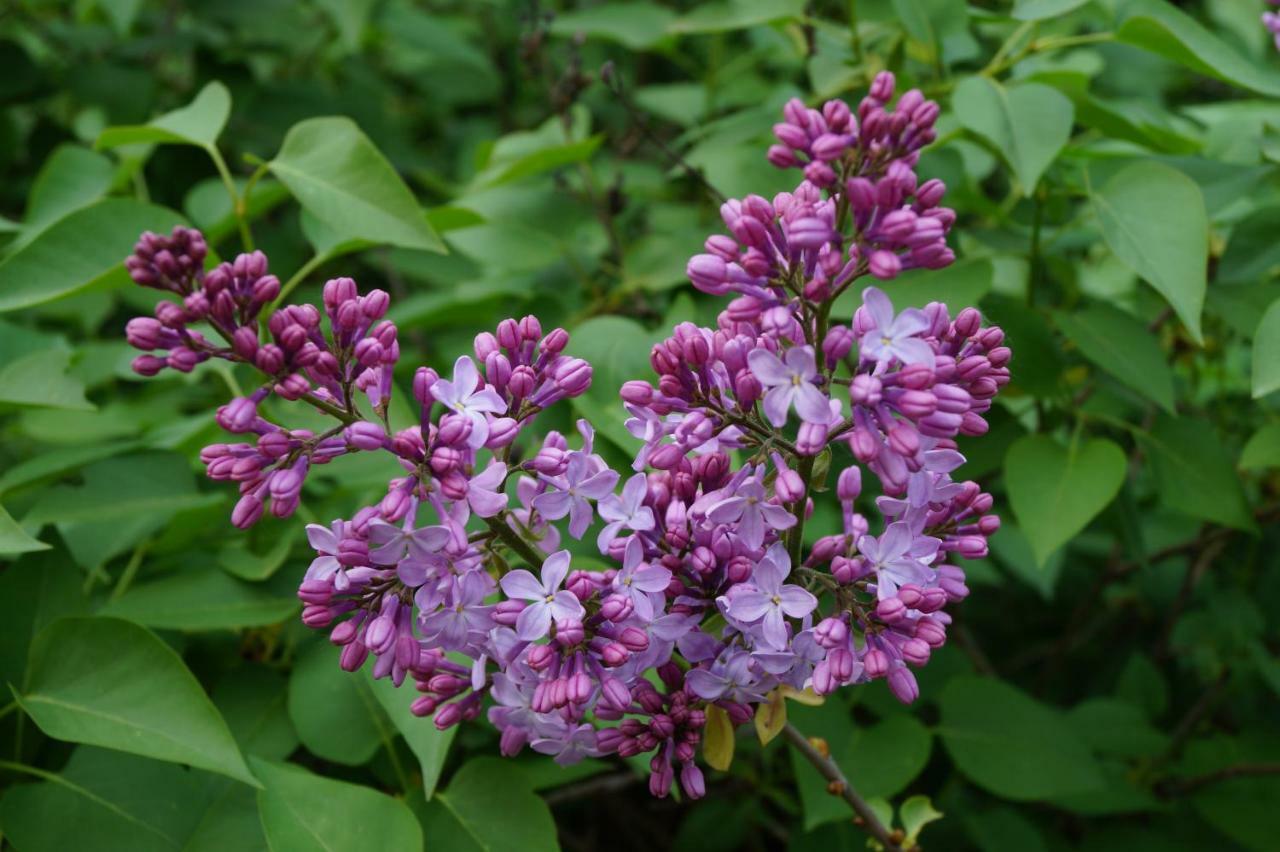 Piolenc Les Lilas Des Chenes מראה חיצוני תמונה